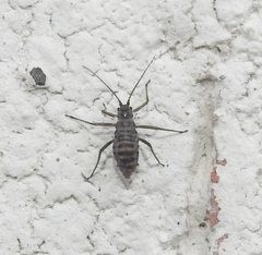 Euceraphis