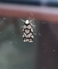 Scaptesyle dichotoma