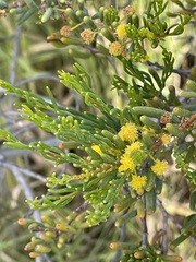 Acacia pinguifolia