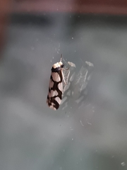 Scaptesyle dichotoma