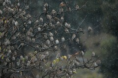 Leucosticte nemoricola