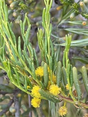Acacia pinguifolia
