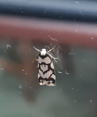 Scaptesyle dichotoma