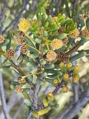 Acacia pinguifolia