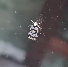 Scaptesyle dichotoma