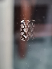 Scaptesyle dichotoma