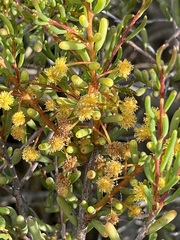 Acacia pinguifolia