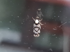 Scaptesyle dichotoma