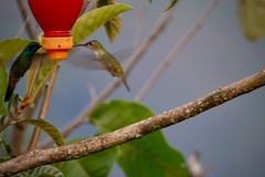 Elliotomyia chionogaster