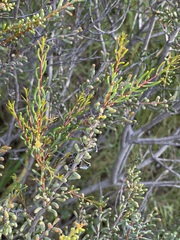 Acacia pinguifolia