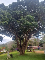 Mangifera indica
