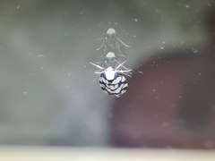 Scaptesyle dichotoma