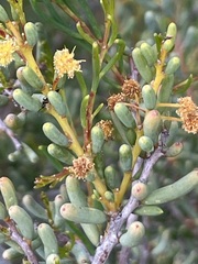 Acacia pinguifolia