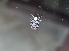 Scaptesyle dichotoma