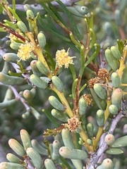 Acacia pinguifolia