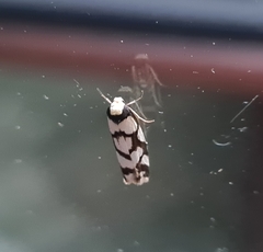 Scaptesyle dichotoma