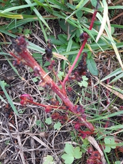 Rumex pulcher