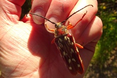 Tragocerus lepidopterus