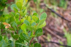 Searsia lucida