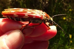 Tragocerus lepidopterus