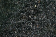 Leucosticte nemoricola