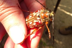 Tragocerus lepidopterus