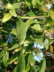 Scaevola calendulacea