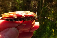 Tragocerus lepidopterus