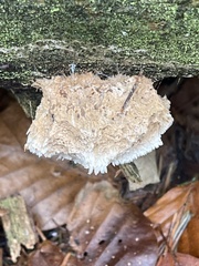 Hericium cirrhatum