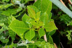 Searsia laevigata