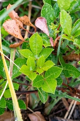 Searsia laevigata