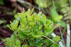 Searsia laevigata