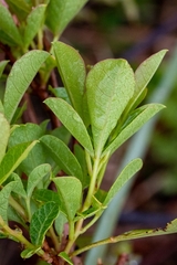 Searsia laevigata