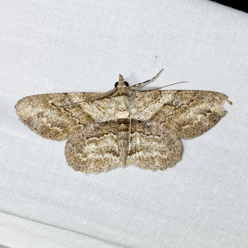 Cleora repetita