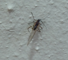 Euceraphis