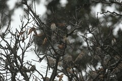 Leucosticte nemoricola