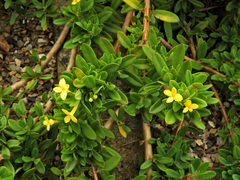 Daphne aurantiaca