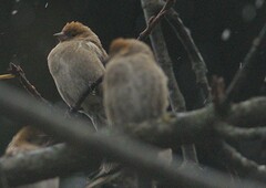 Leucosticte nemoricola