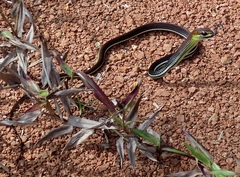 Dendrelaphis caudolineatus