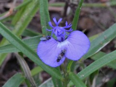 Polygala exsquarrosa
