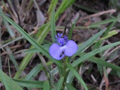 Polygala exsquarrosa