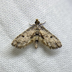 Sufetula hemiophthalma