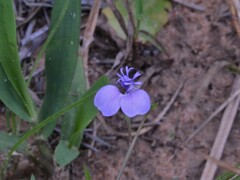 Polygala exsquarrosa