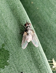 Muscidae