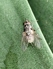 Muscidae