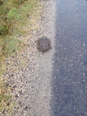 Hydromedusa tectifera