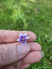 Viola hederacea
