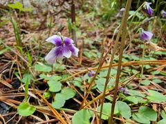 Viola hederacea