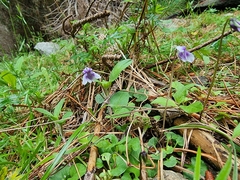 Viola hederacea