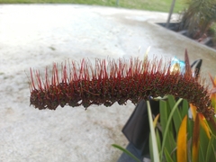 Xeronema callistemon